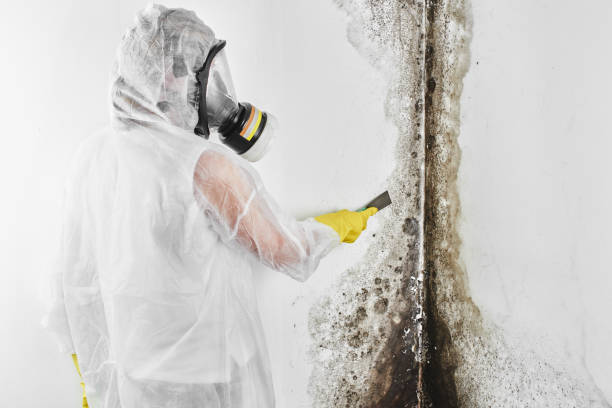 Best Office Mold Removal Services  in Pepeekeo, HI