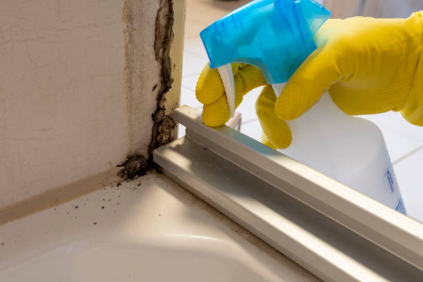 Best Toxic Mold Removal  in Pepeekeo, HI