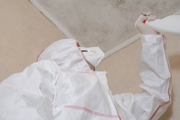 Best Attic Mold Removal  in Pepeekeo, HI