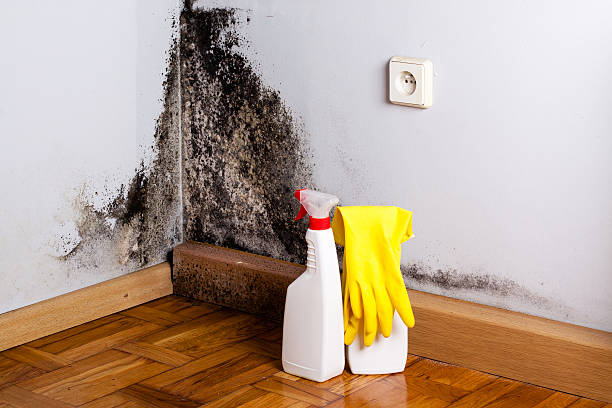 Best Black Mold Removal  in Pepeekeo, HI