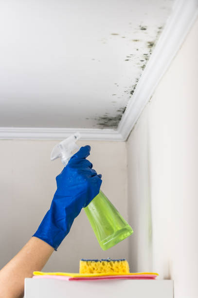 Best Mold Removal Company Near Me  in Pepeekeo, HI